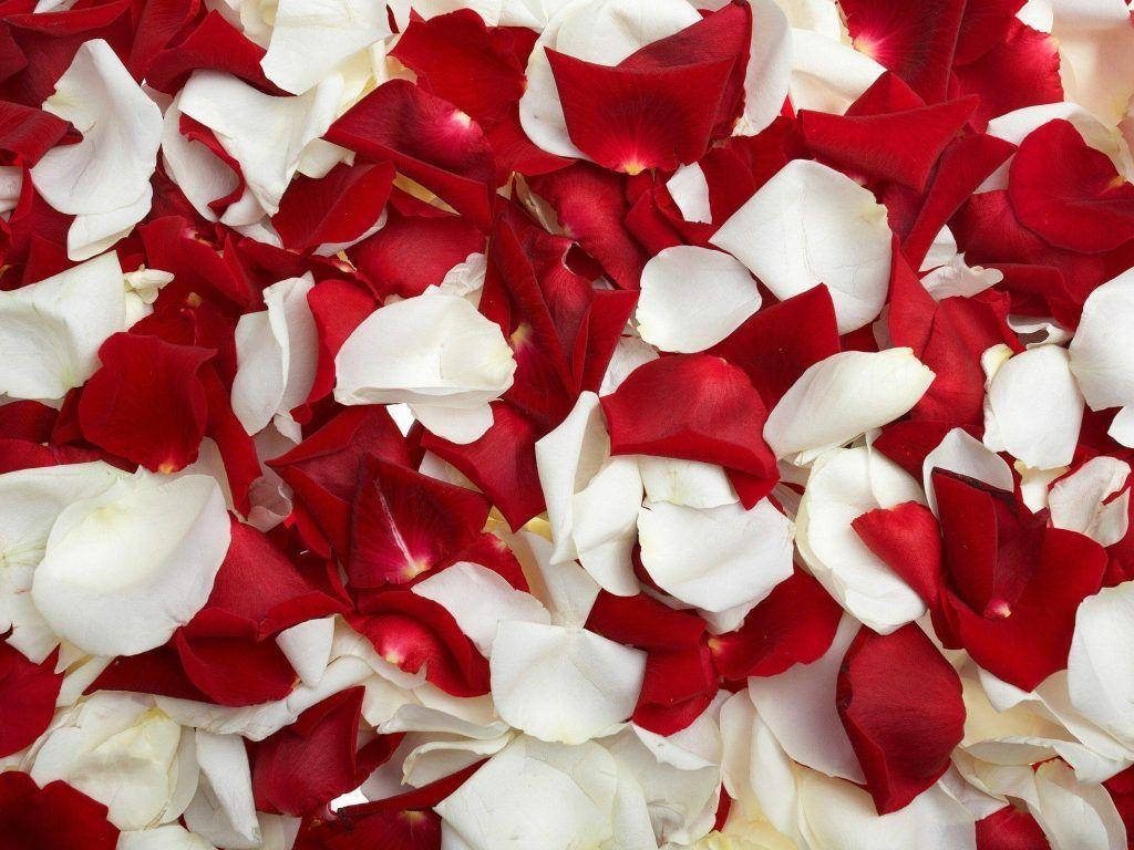 Red And White Roses Wallpaper Red And White Rose Wallpaper. Best