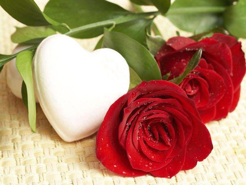Love Heart Rose Red White Roses Romantic Desktop Flowers Wallpaper