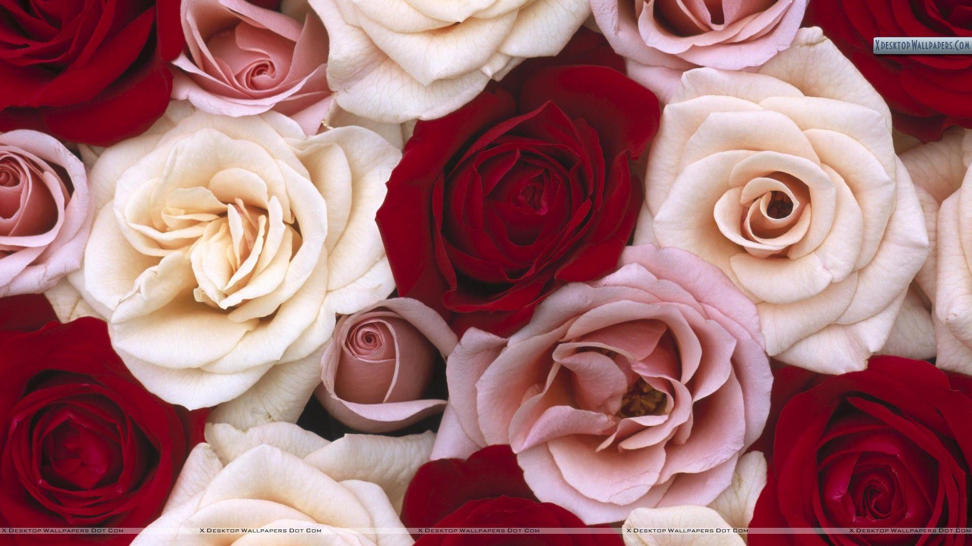 Red Rose Wallpaper, Photo & Image in HD