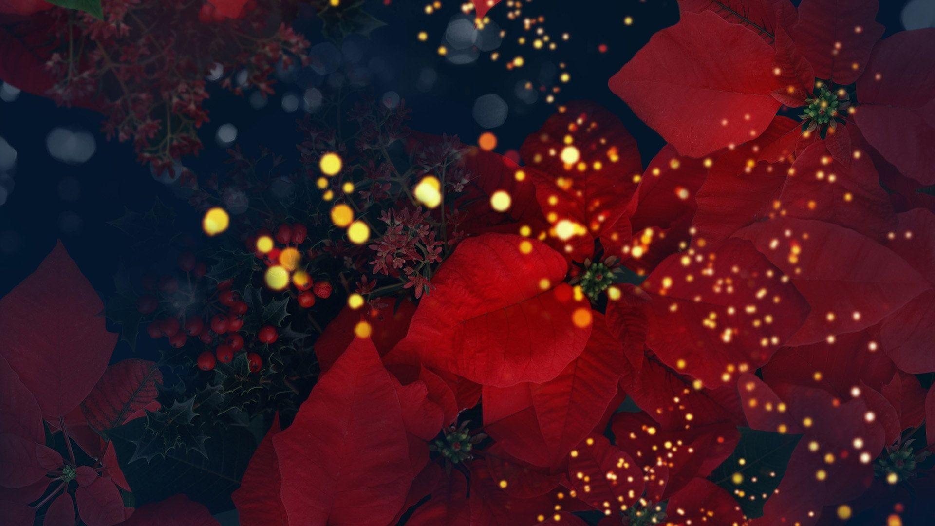 Free 1920x1080 Pretty Background Flowers Wallpaper Full HD 1080p