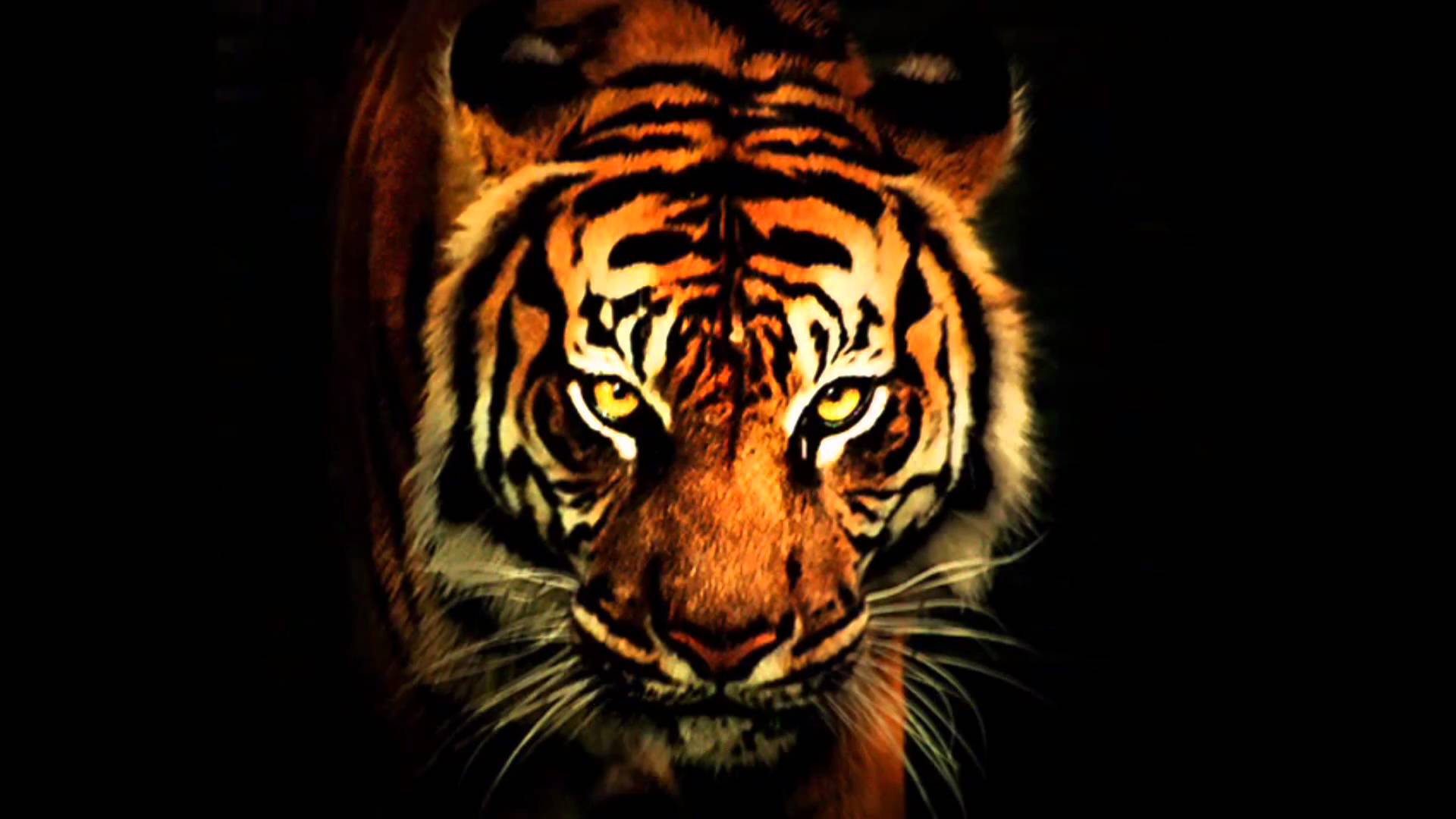 Tiger Close Up - Wallpaper, High Definition, High Quality, Widescreen