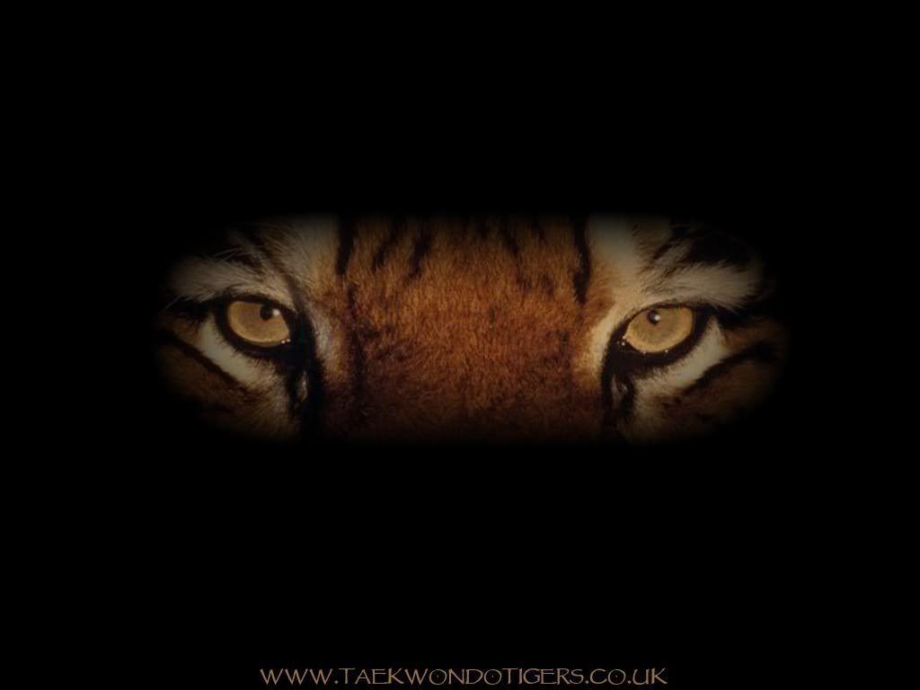 Eye(s) of the tiger!! Great song. Tigers. Tiger