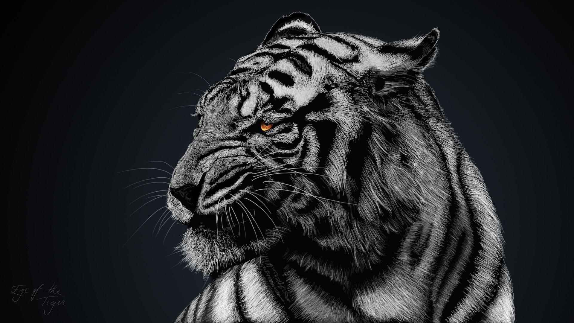Eye Of The Tiger Full HD Wallpaper and Background Imagex1080