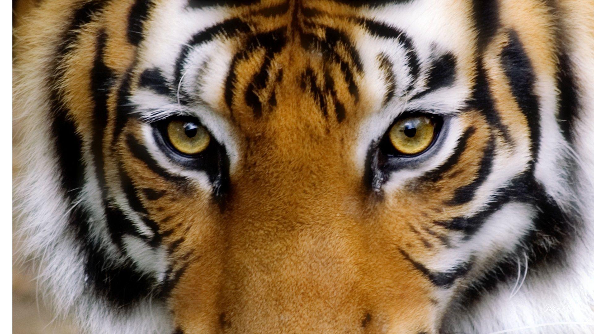 Animal Tigers Ey HD Wallpaper, Background Image