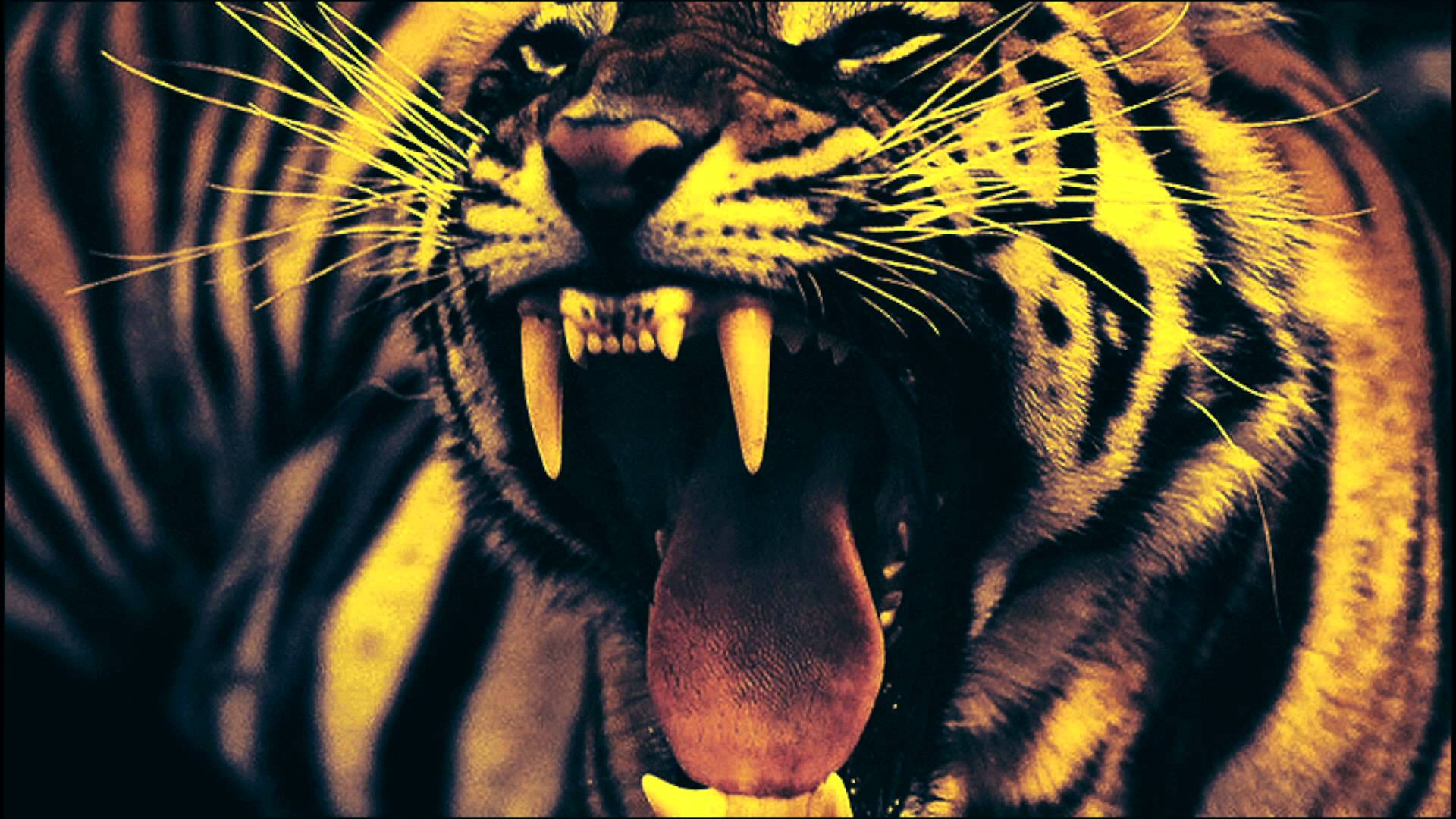 Свирепый оскал тигра