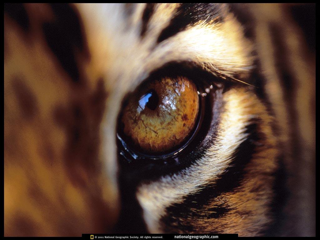 Amur Tigers image Tiger Eye HD wallpaper and background photo