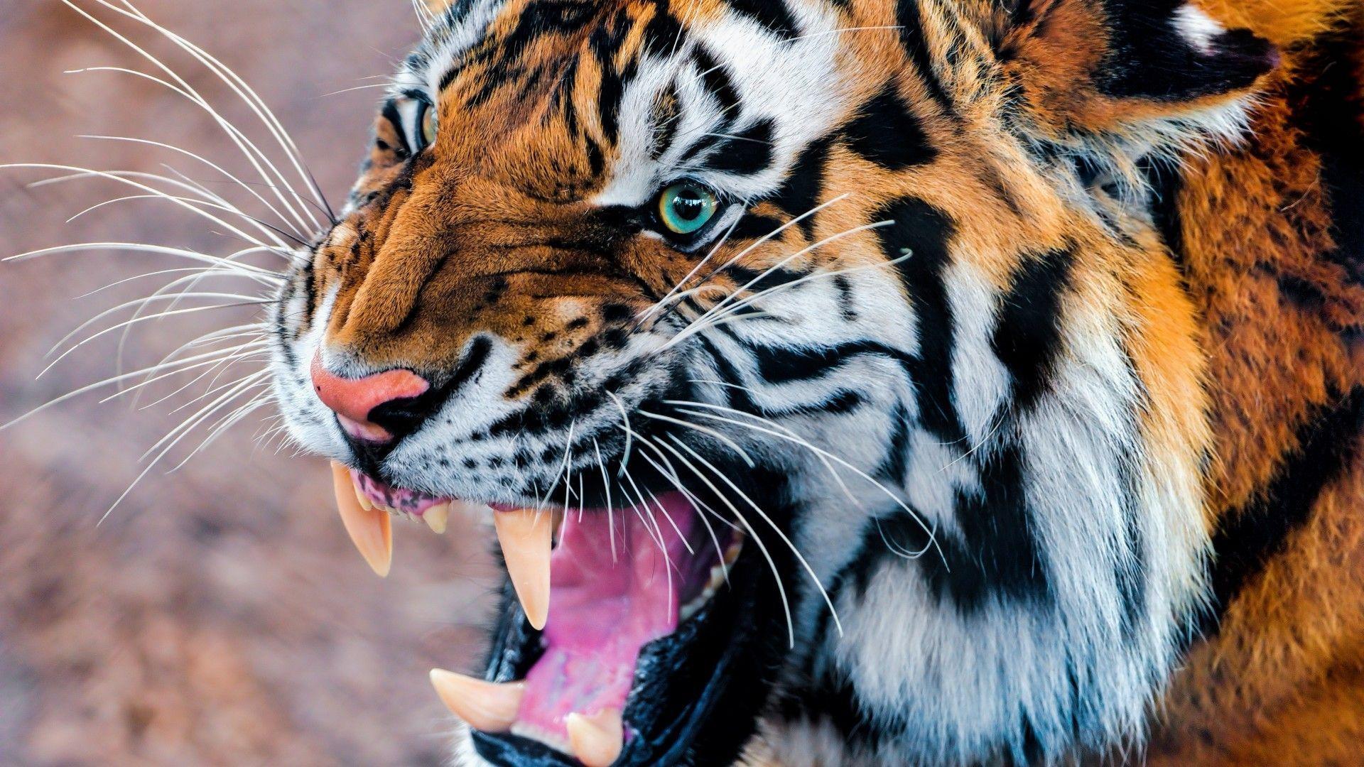 Tiger Wallpaper, Animals / Wild: Tiger, snarling, eyes, fur. Wild