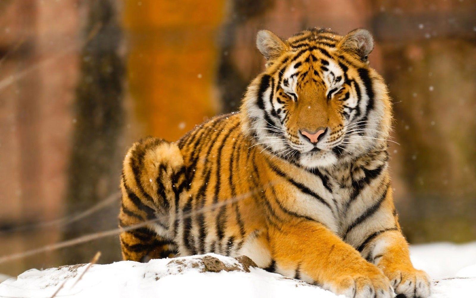Get your Eye of the Tiger on with these ferocious wallpaper