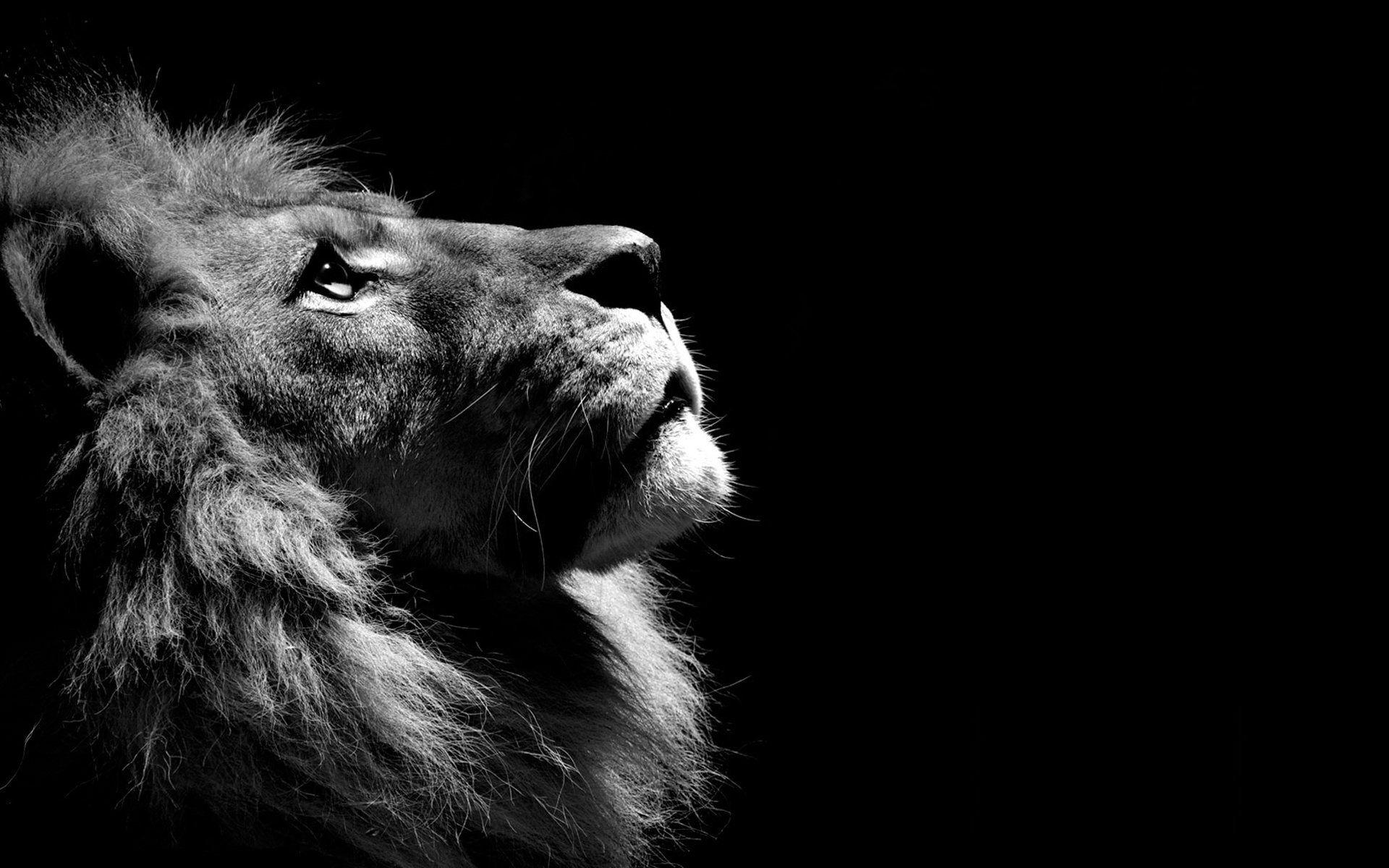 Lion Profile in Black and White HD Wallpaper. Background Image