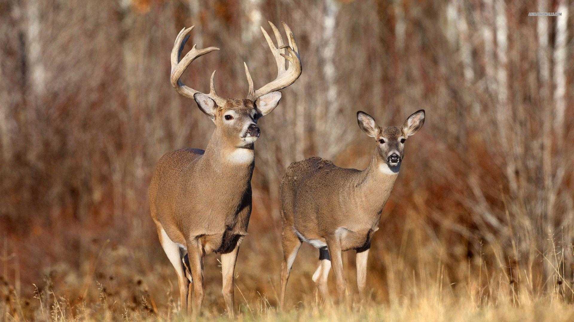Deer Hunting Wallpaper HD Pics Widescreen Whitetail Background Of