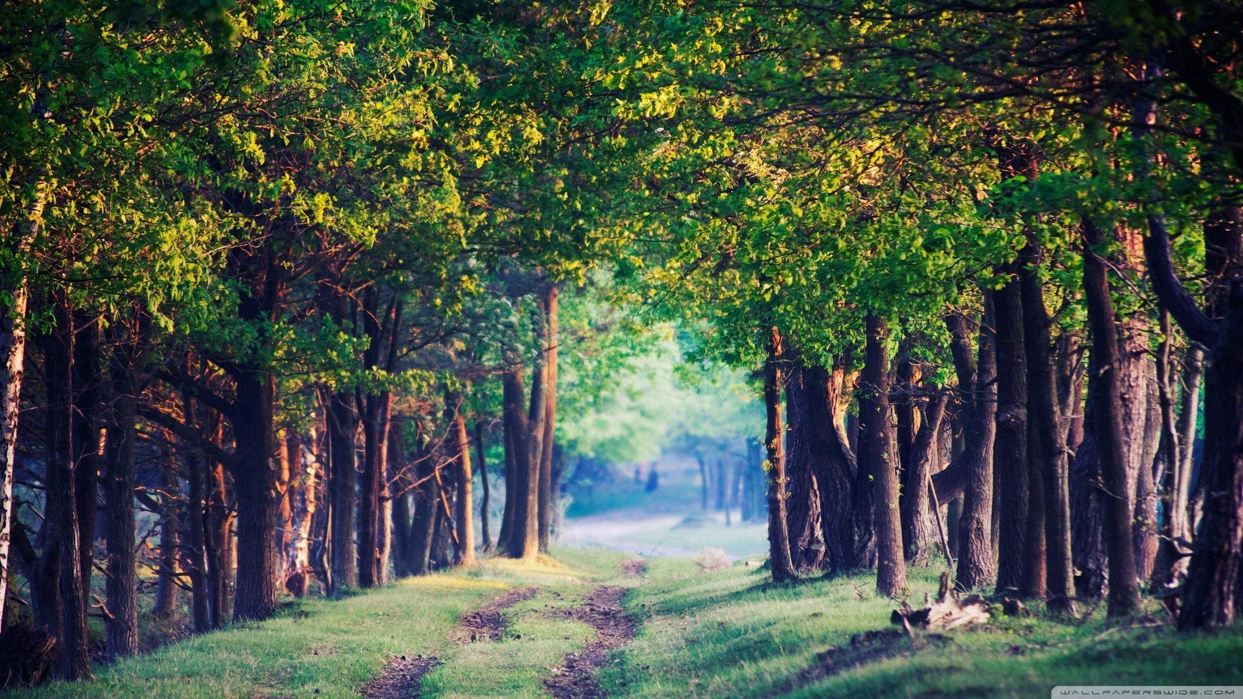 Anime Background Scenery Forest 7671