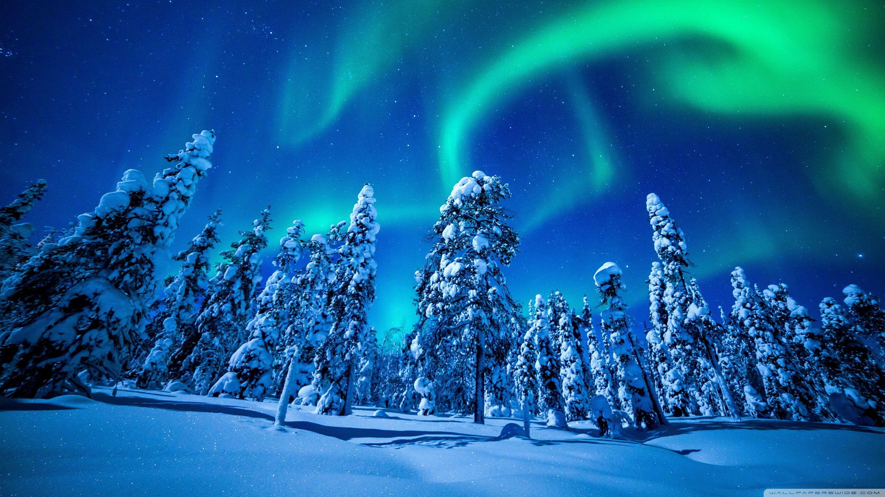 Northern Lights Over Forest, Winter ❤ 4K HD Desktop Wallpaper