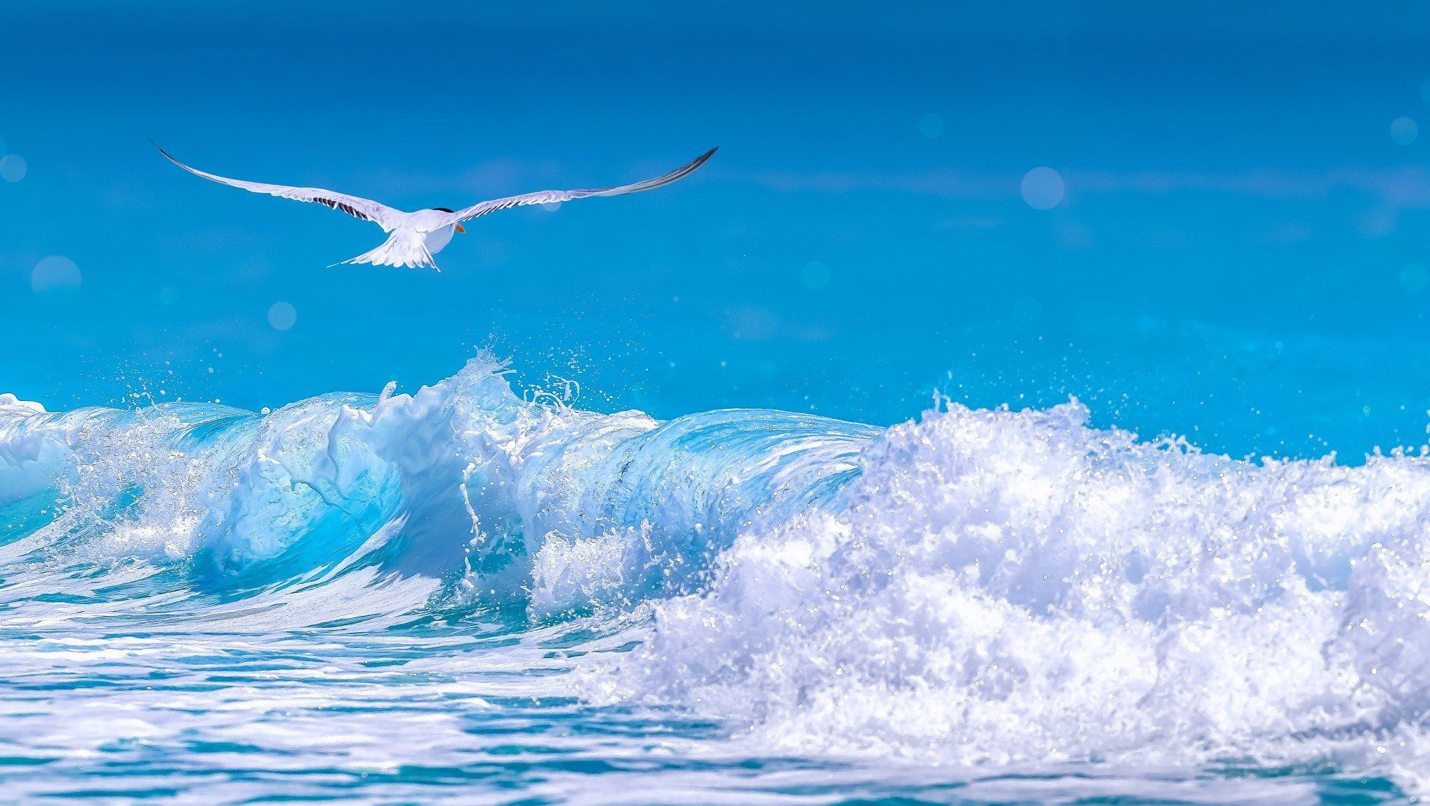 high resolution wallpaper widescreen arctic tern