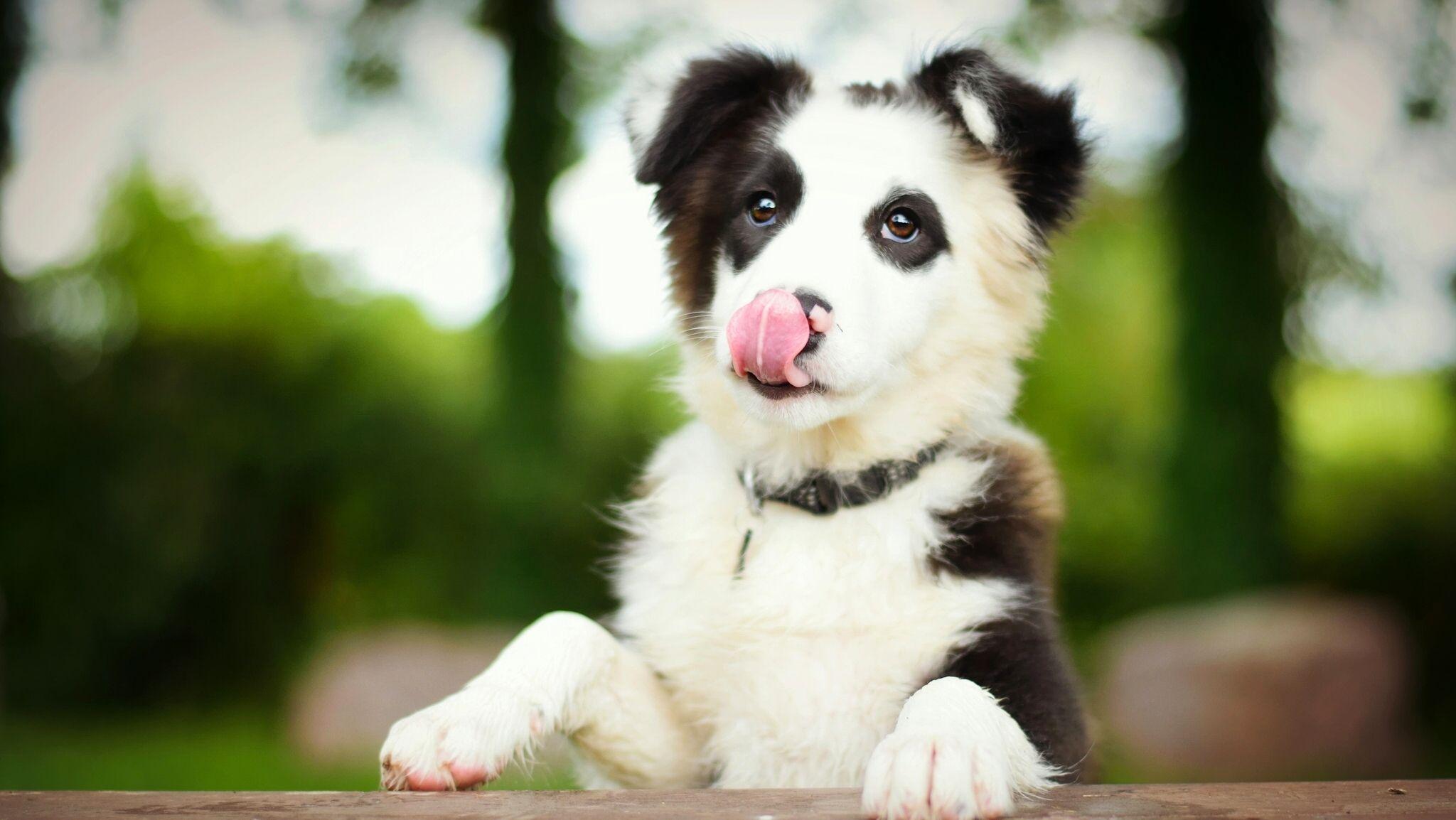Puppy Border Collie Dogs Animals 2048x1154