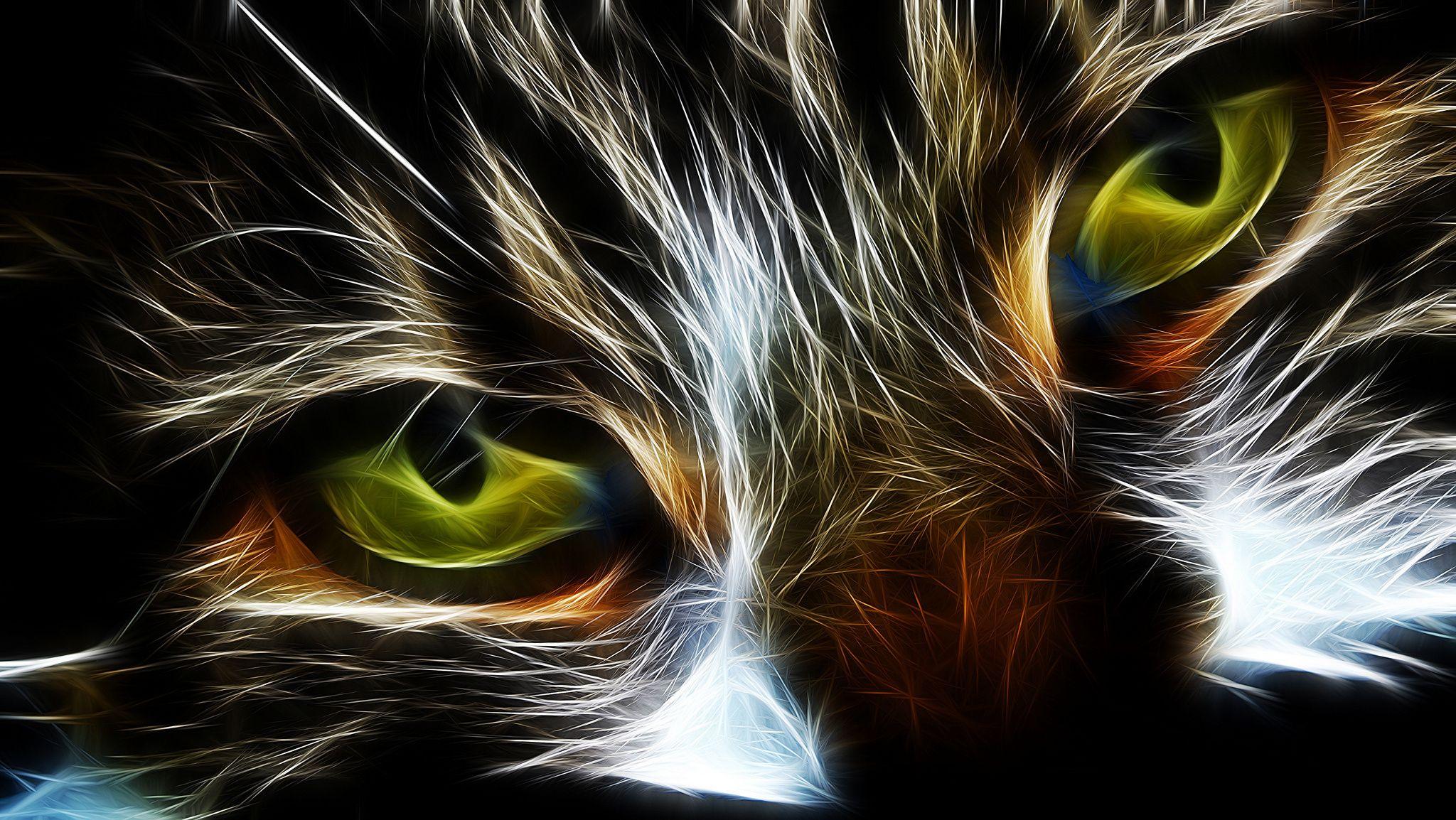 Cat Full HD Wallpaper and Background Imagex1154
