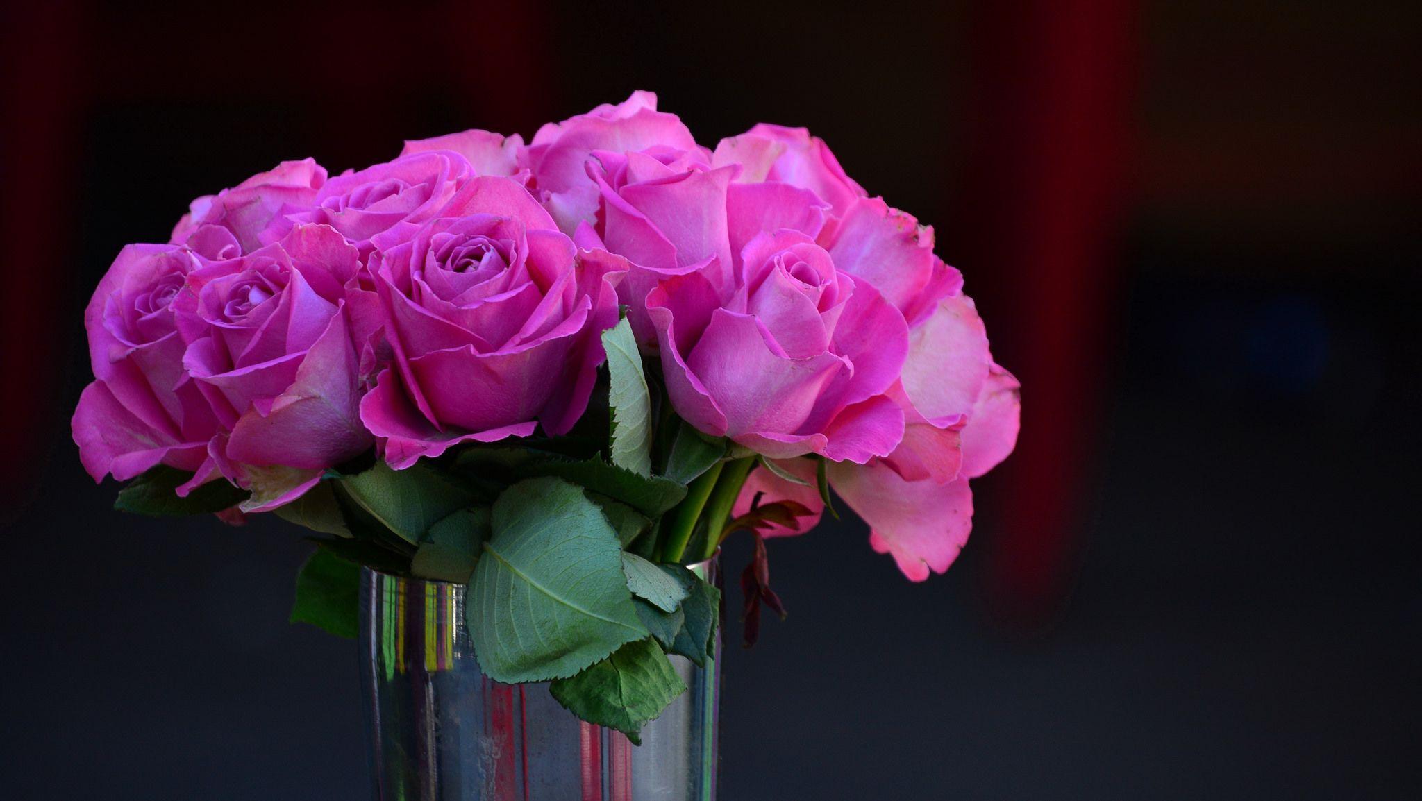 image Roses Pink color Flowers 2048x1154