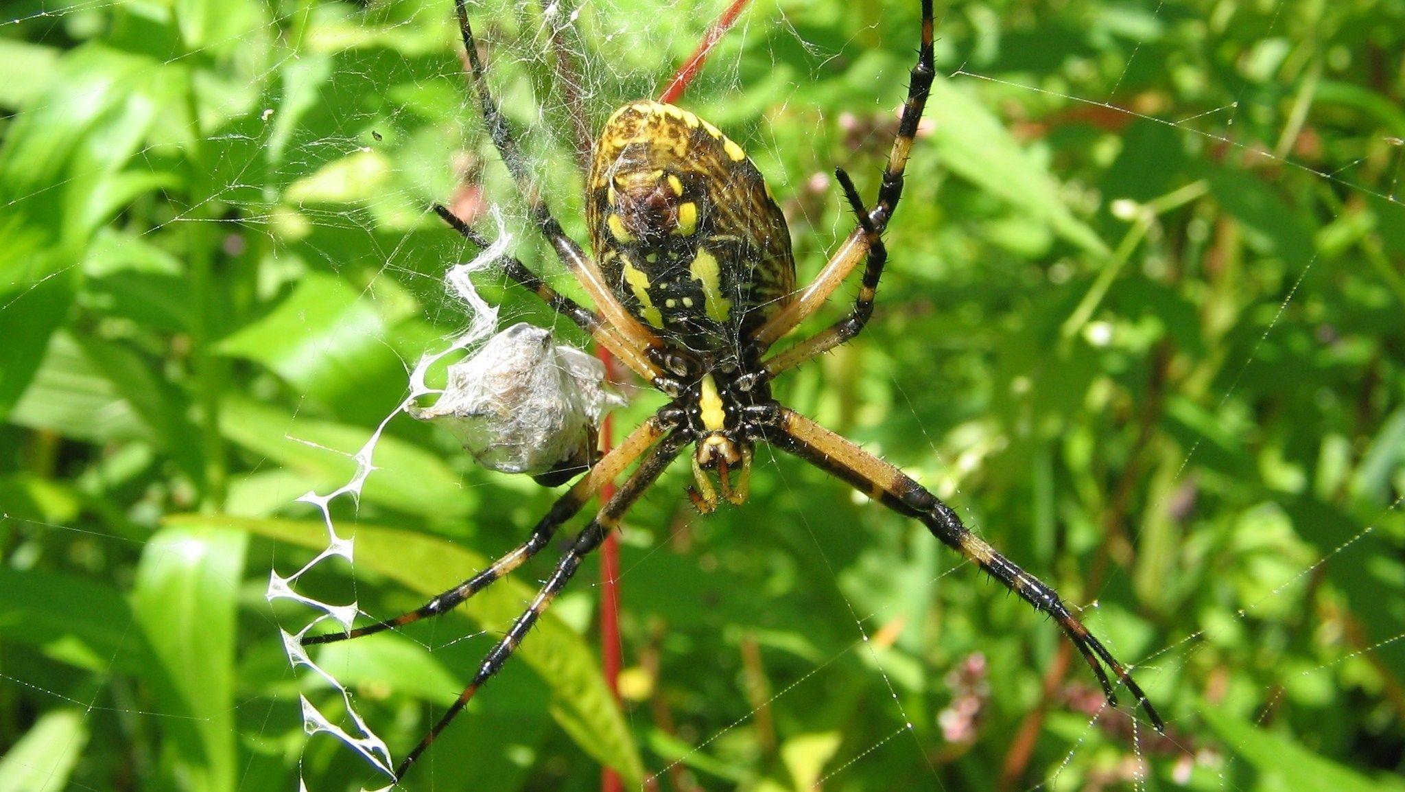 HQ Definition Wallpaper Desktop spider. hueputalo