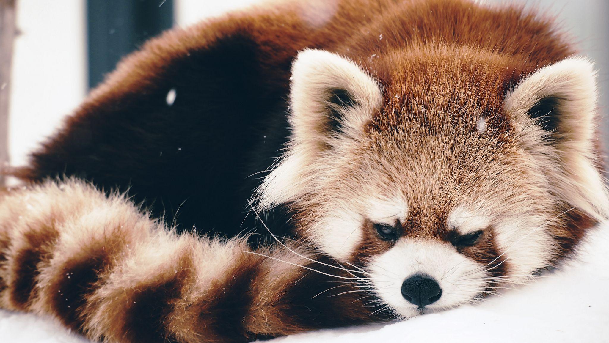 Download wallpaper 2048x1154 red panda, panda, fluffy, lie HD background