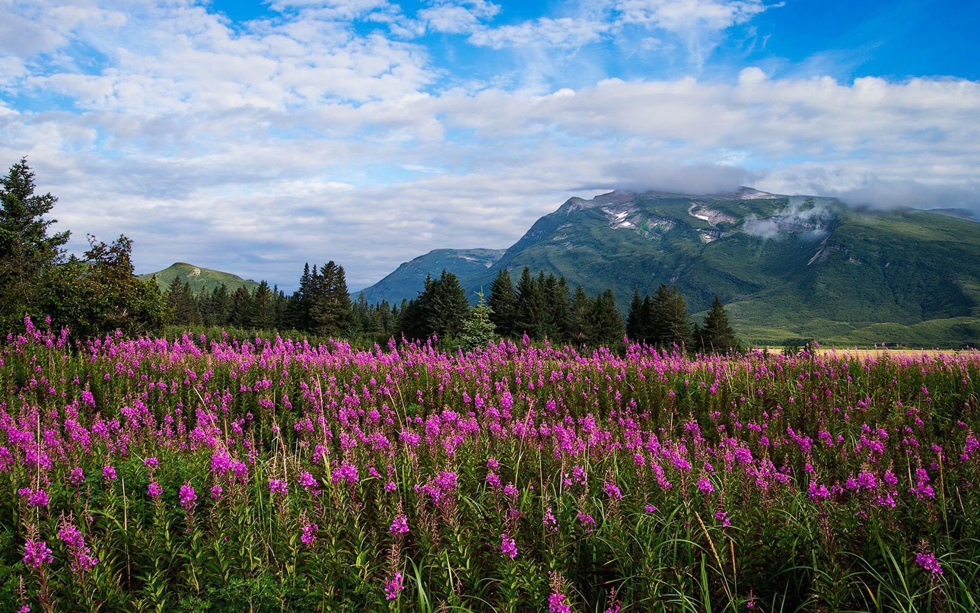 Spring Meadow Flowers With Purple Trees Mountain With Evergreen