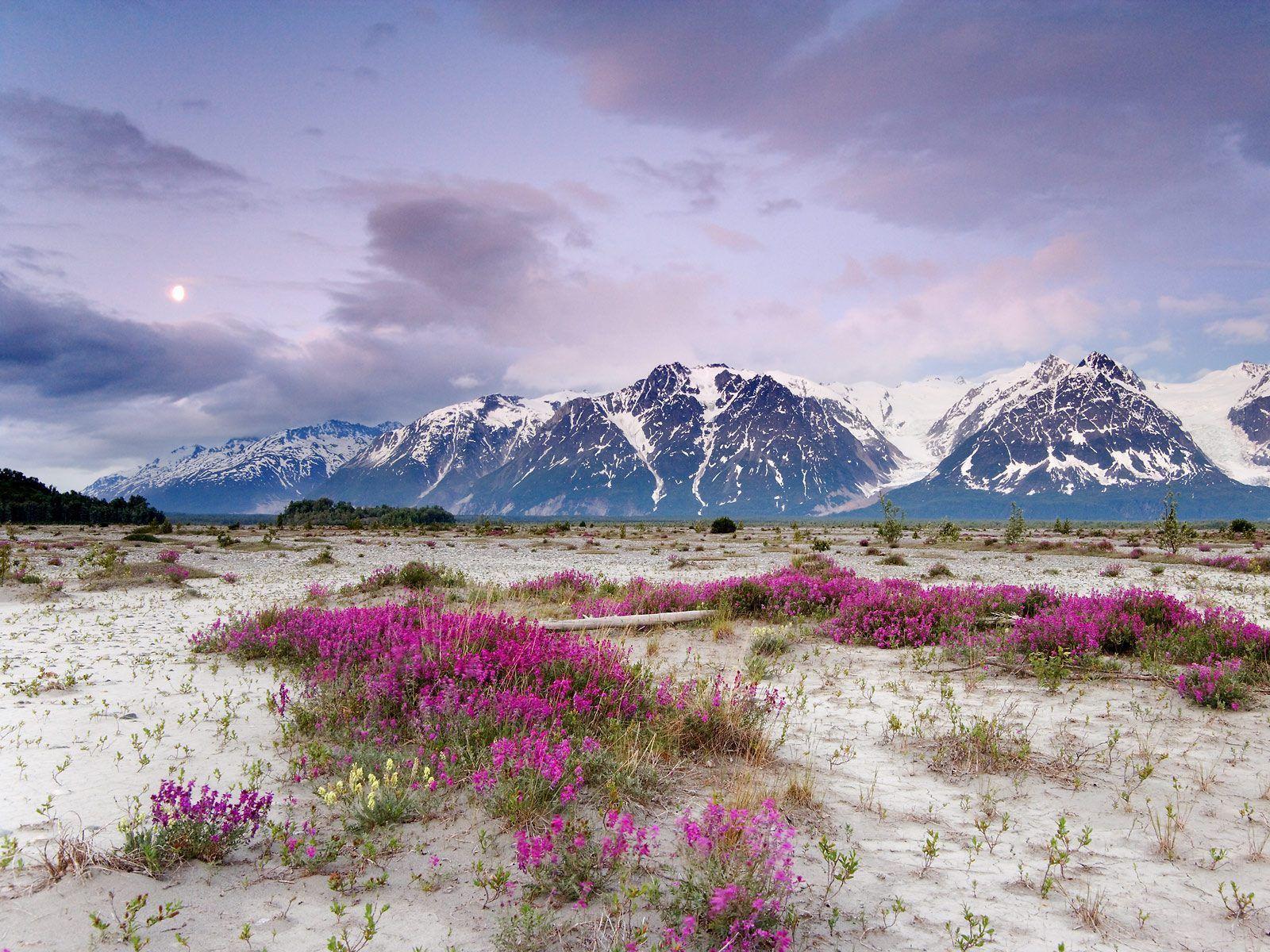 Wildflowers. North. Alaska, Alaska usa and Scenery