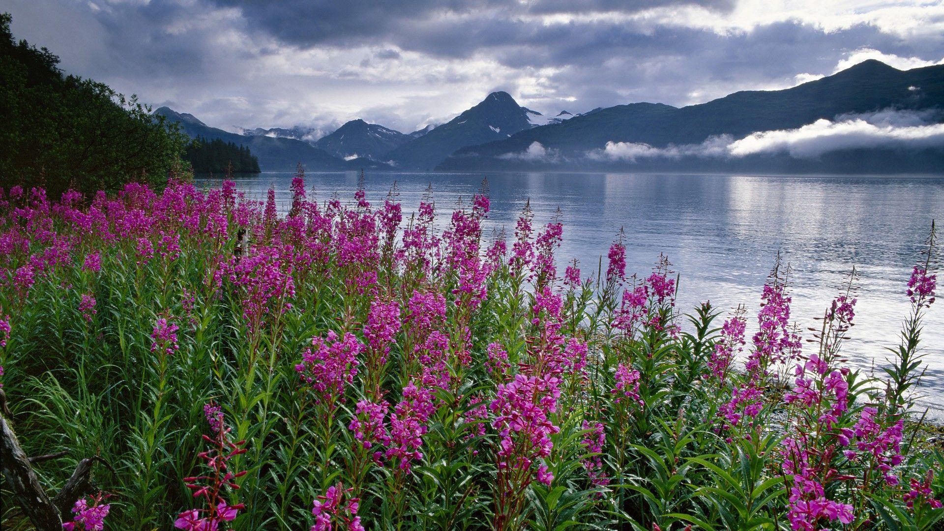 Mountains: Lake Alaska Flowers Nature Mountains Usa Mountain Snow