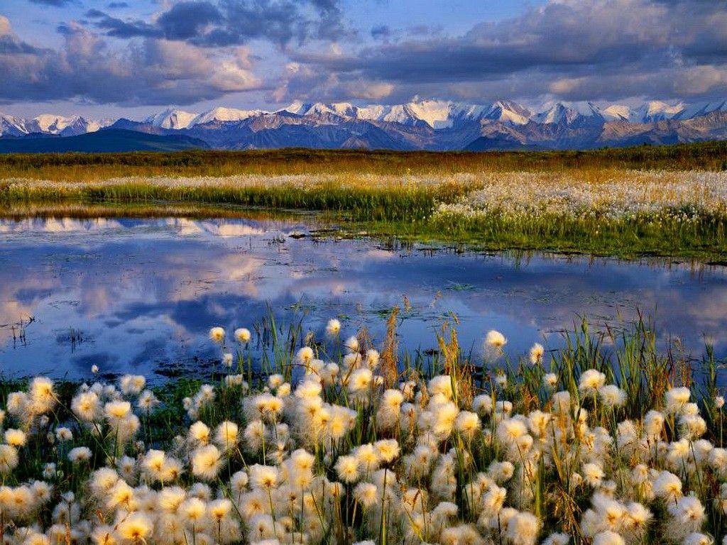 River: Alaska Flowers Blue Sky Stream Summer Nature Creek Beautiful