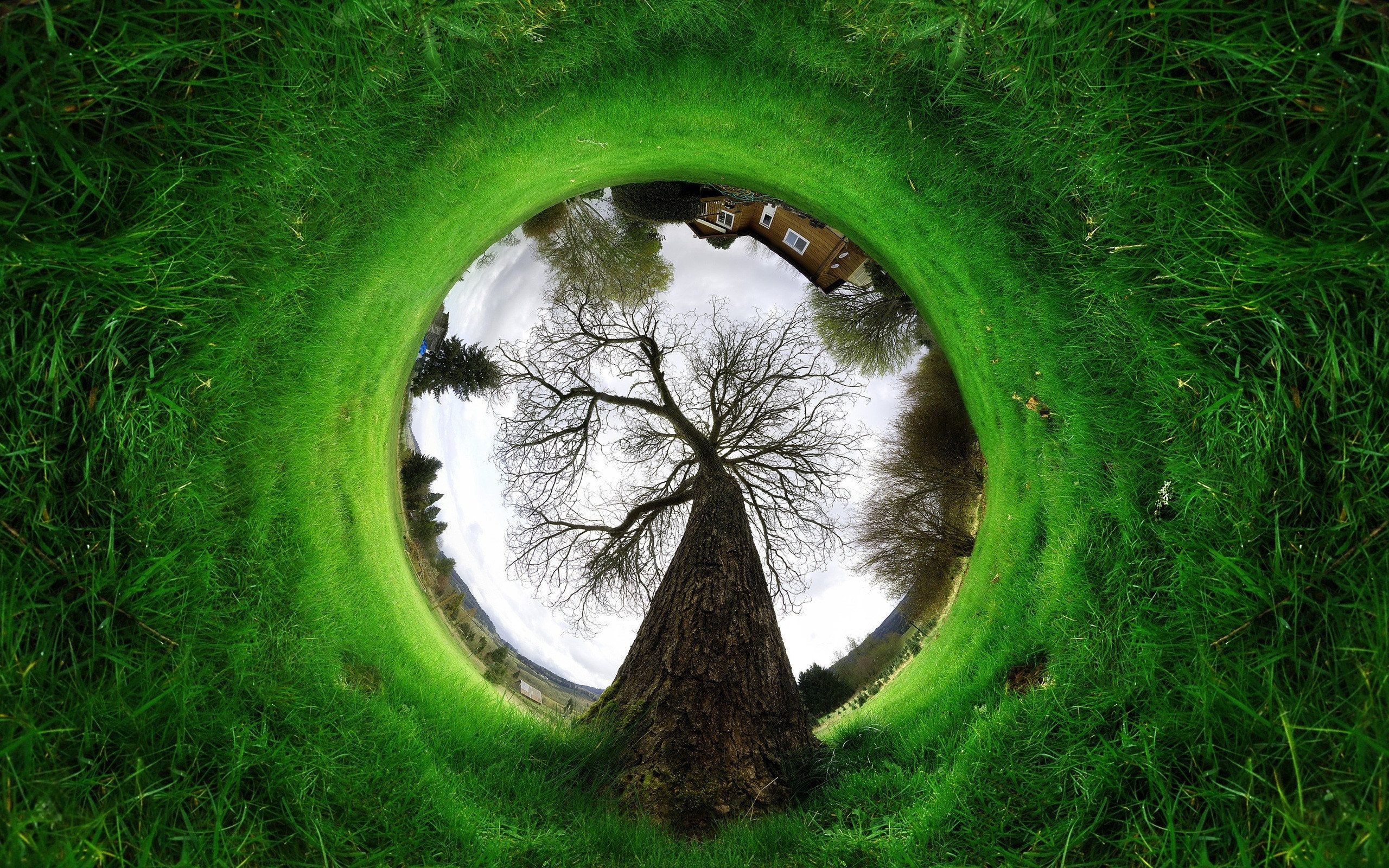 Green, Greenpeace, Ecology, World, Tree, The World Around