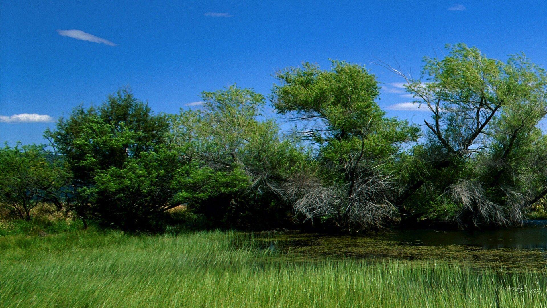 Fields: Sky Grass Ecology Wetland Clouds Wetlands Eco Trees Green