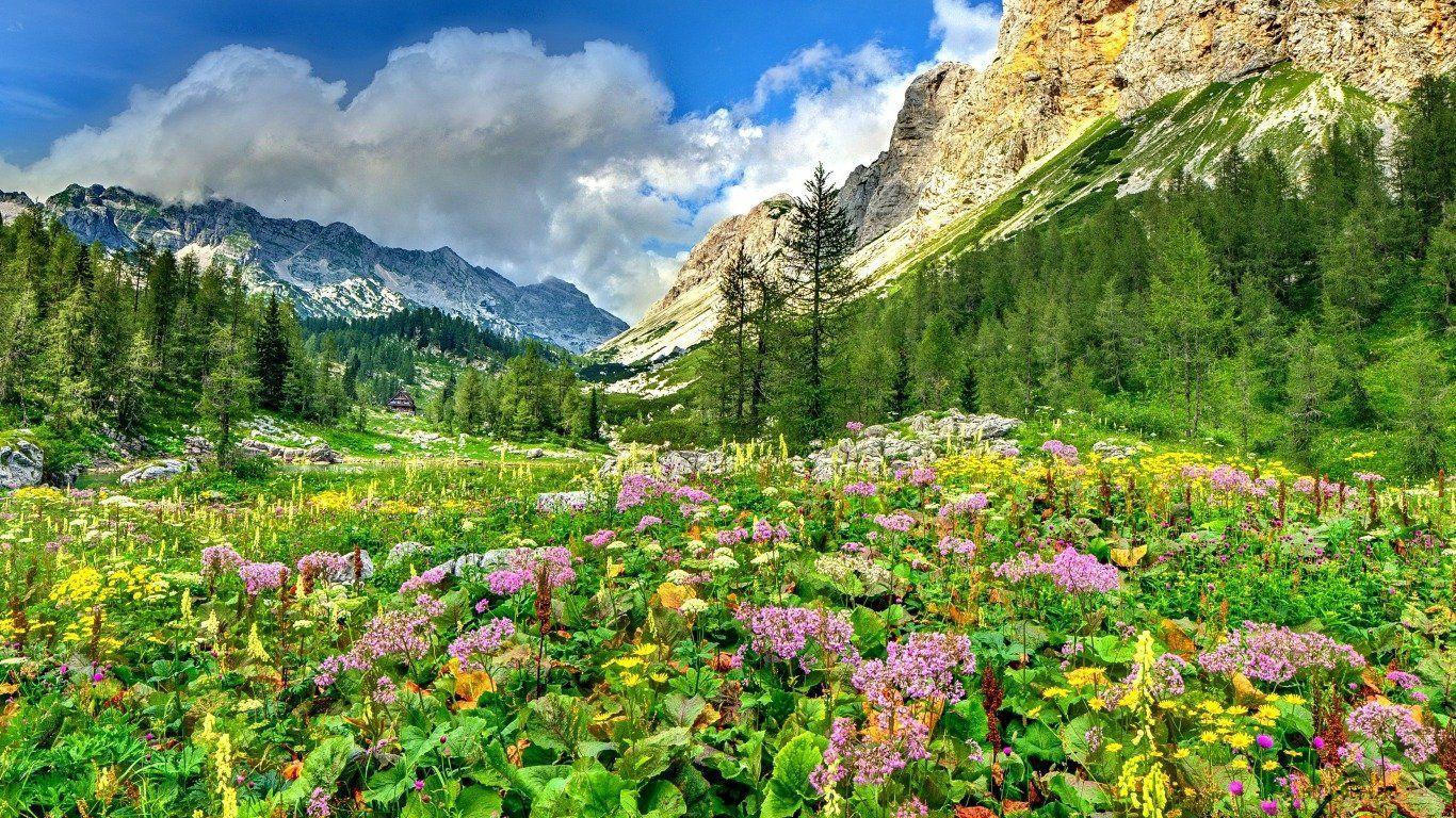 Spring Meadow Wallpaper and Background Imagex768