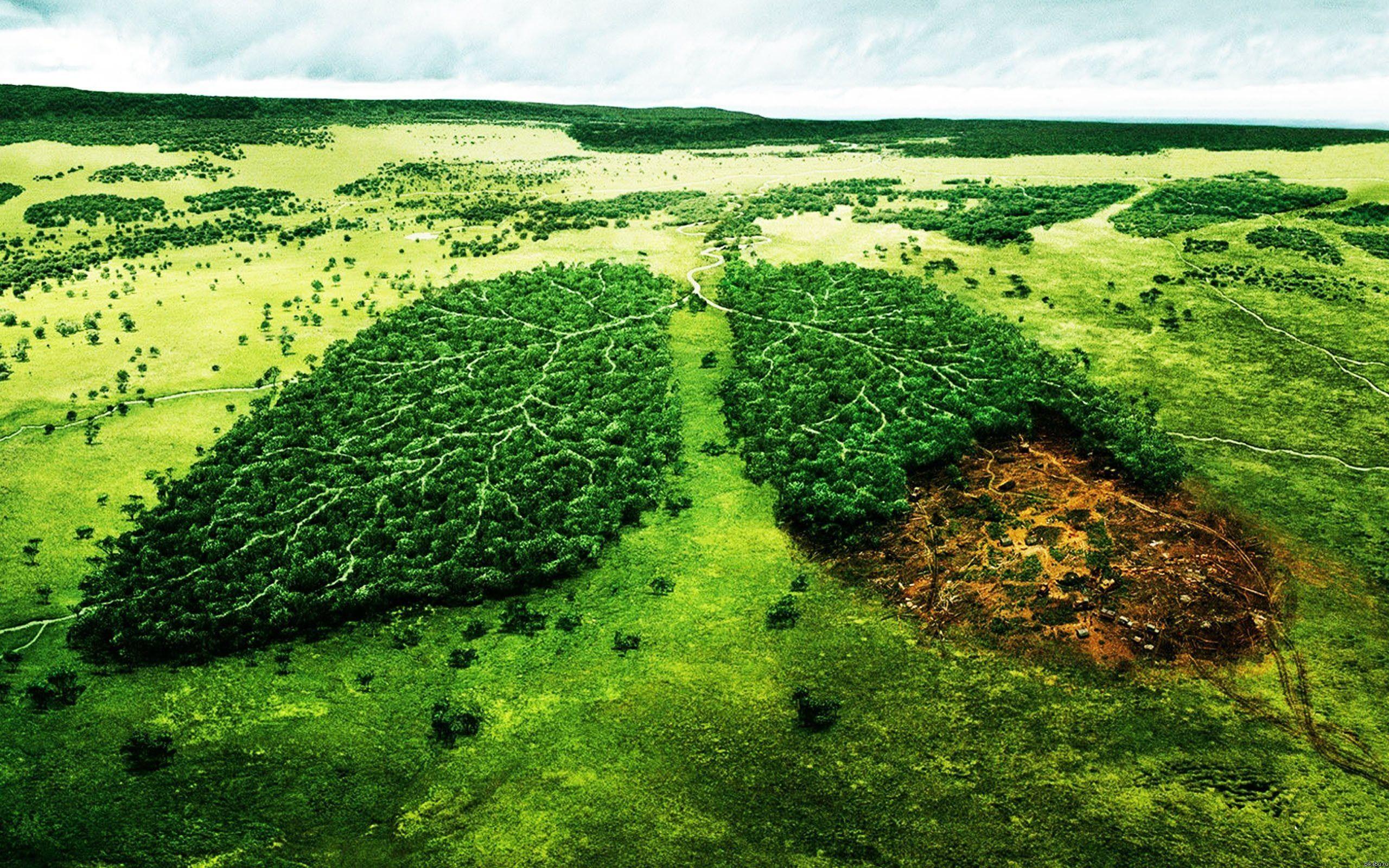 Download wallpaper ecology, deforestation, forest, lungs of Planet