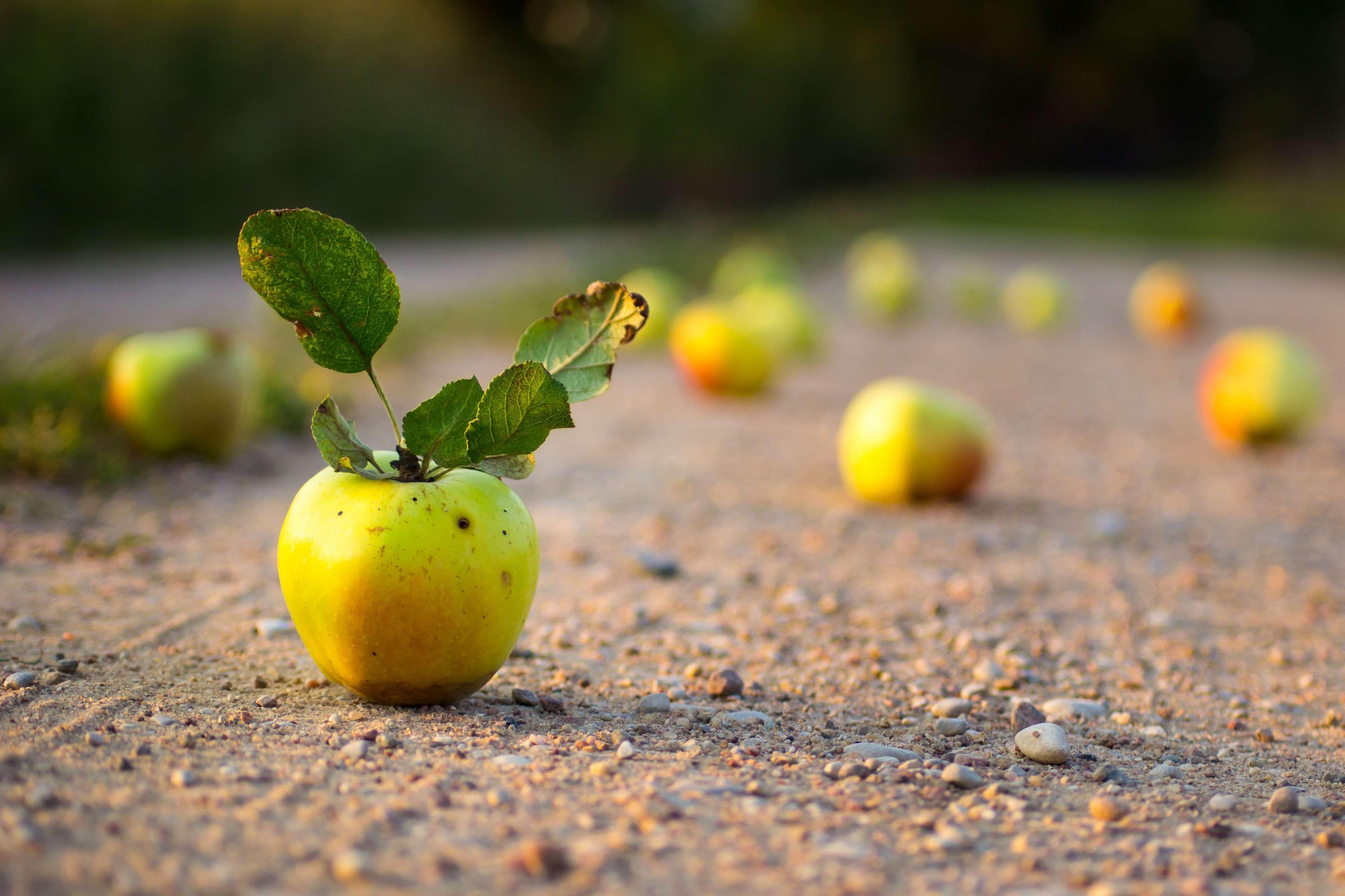 apple #bokeh #closeup #countryside #depth of field #dirt #ecology