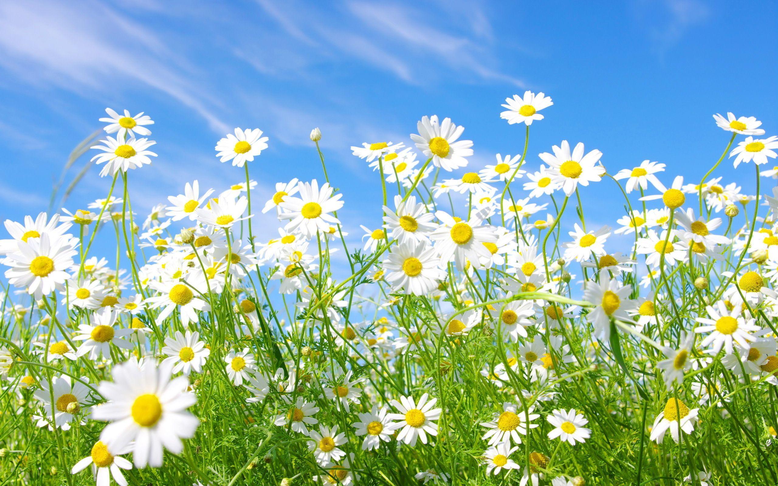 daisies picture. Daisies Meadow Wallpaper Picture Photo Image