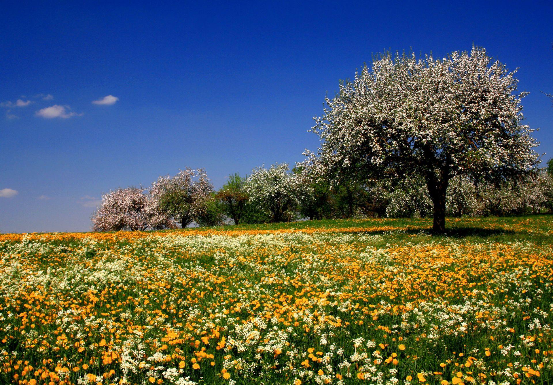 Flowers meadow fields trees summer sky blossoms wallpaper