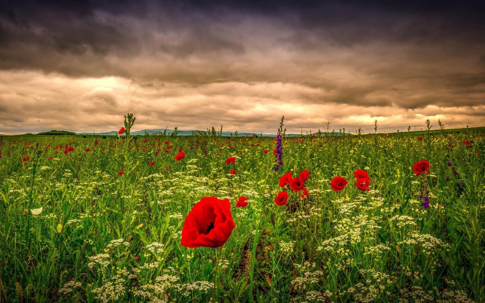 Flowers: Spring Poppies Flower Flowers Fields Meadows Clouds Nature