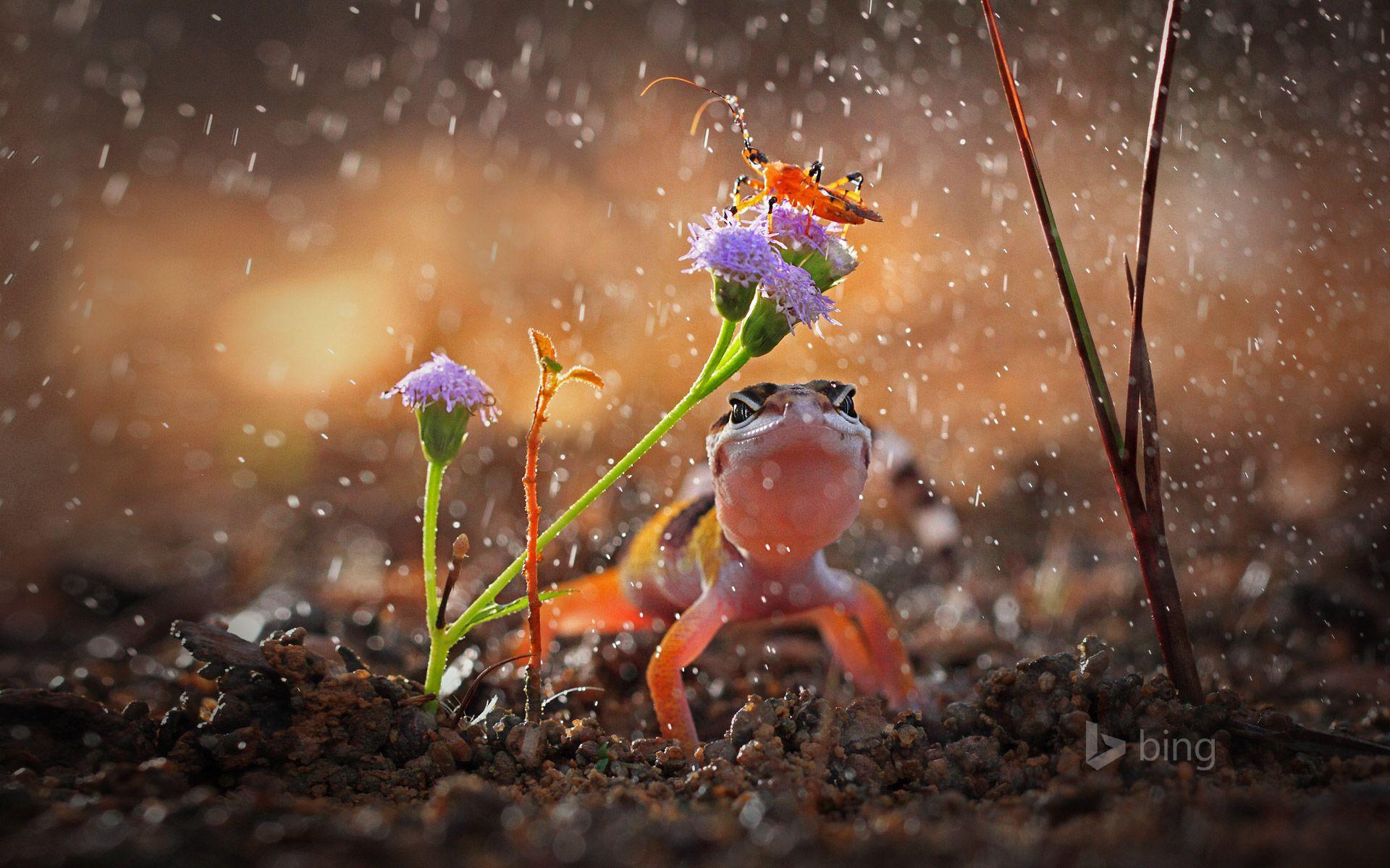 Gecko And Insect On Rainy Day, Indonesia © Shikhei Goh Getty Image