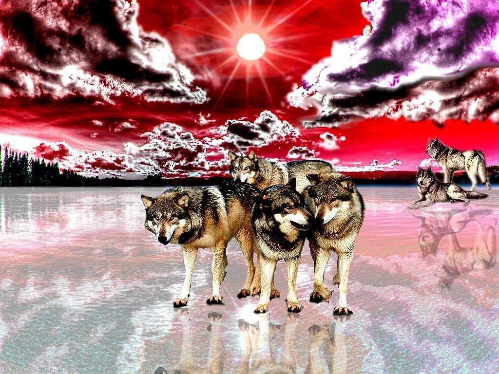Mountains: Wolfs Nature Mountain Ice Mountains Natures Color Wolf