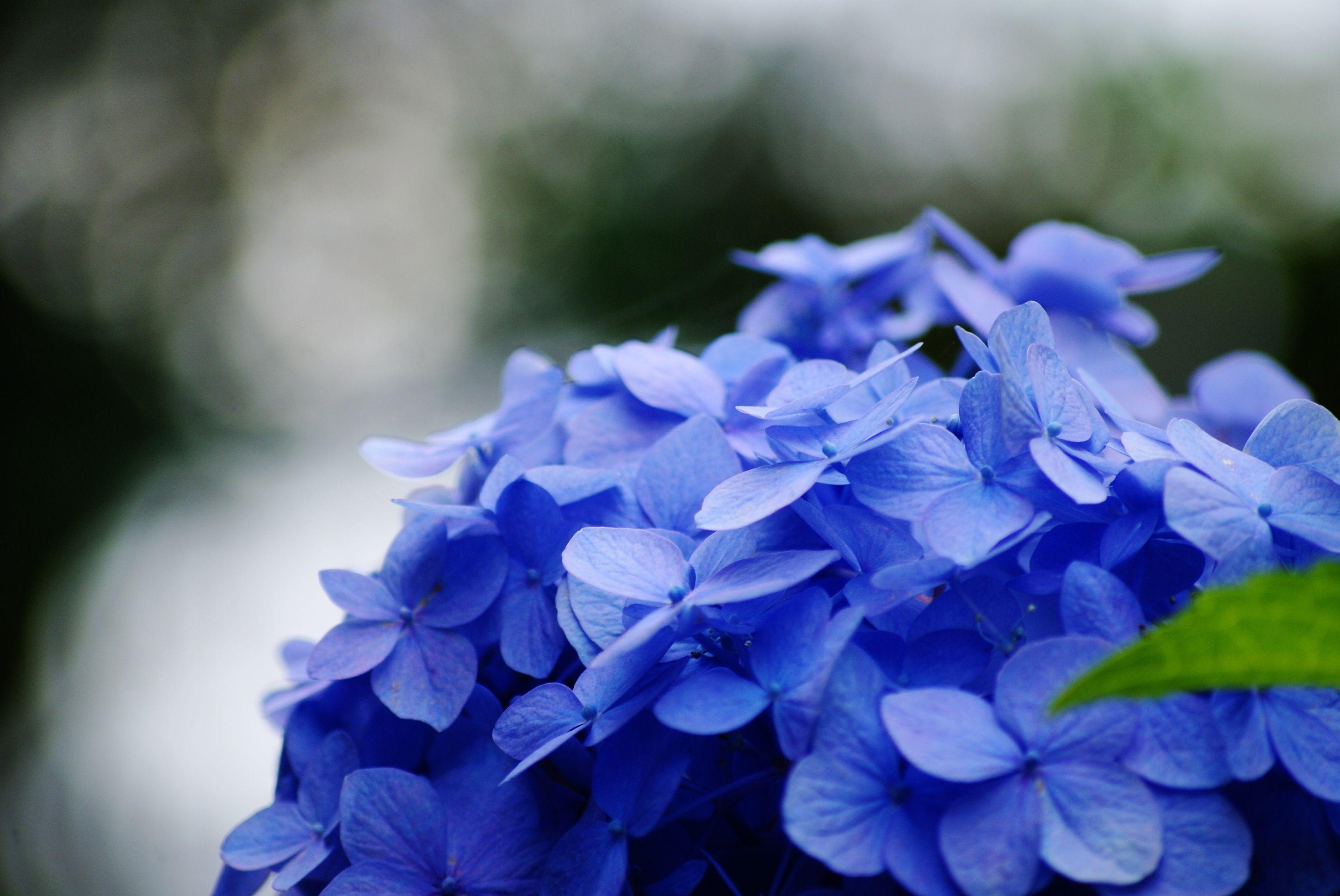 Hydrangea HD Wallpaper and Background Image