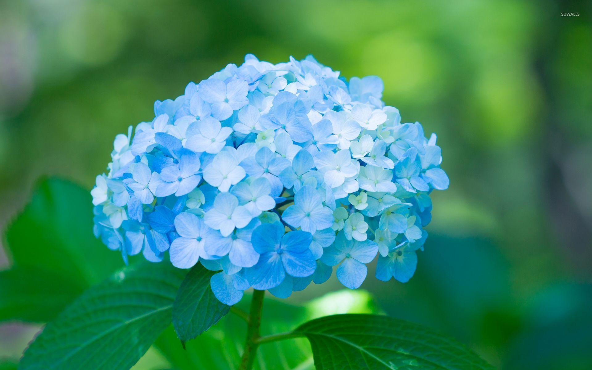 Download Beautiful Blue Hydrangea Flowers Close Up Wallpaper  Wallpapers com