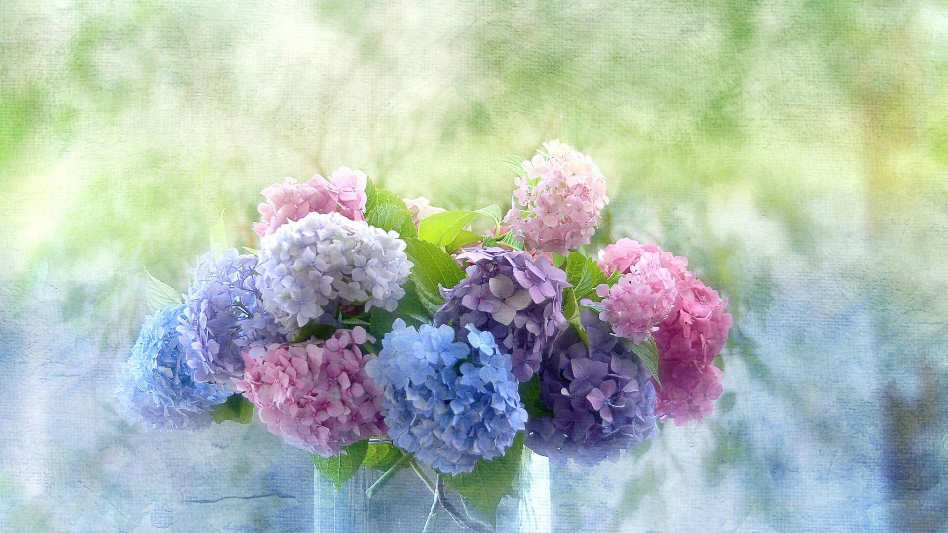 Hydrangea Wallpapers Wallpaper Cave