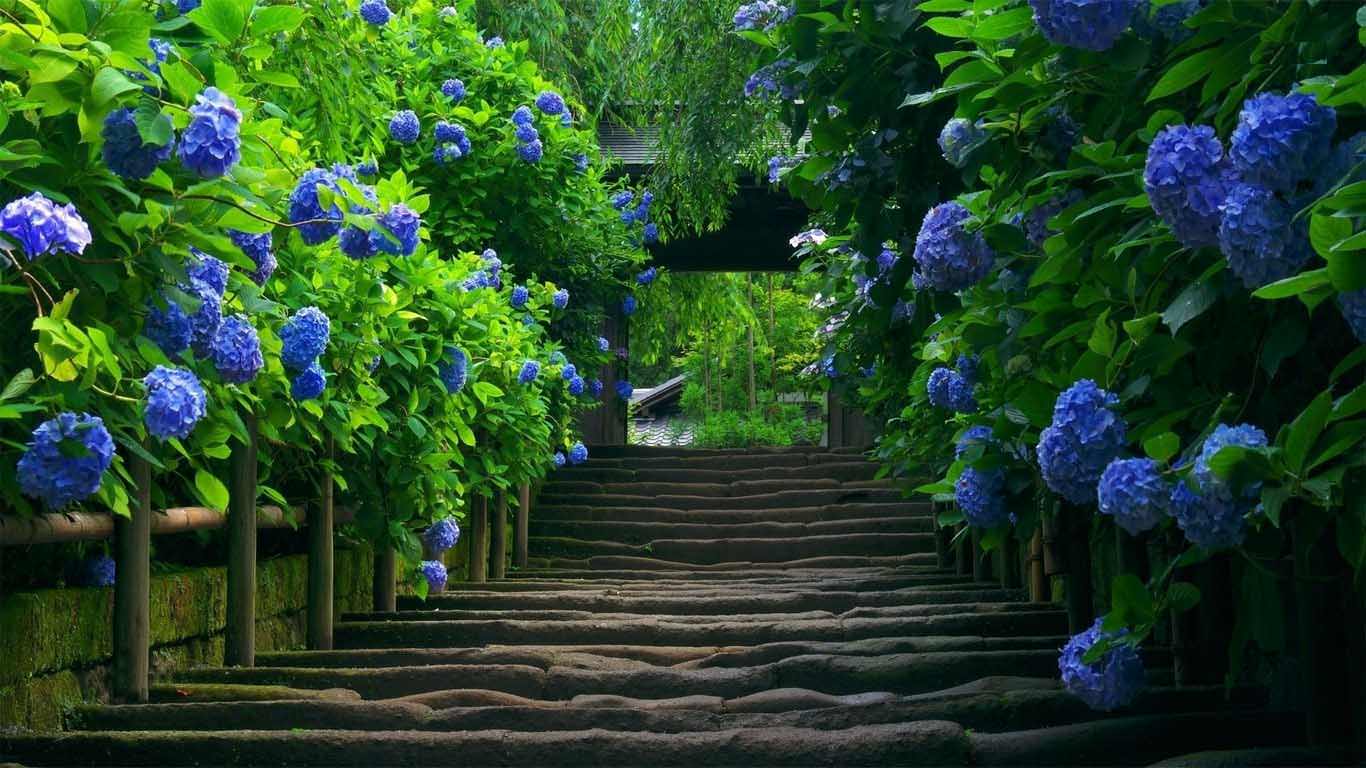 Hydrangea Wallpapers Wallpaper Cave