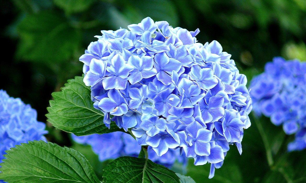 Hydrangea Wallpapers - Wallpaper Cave