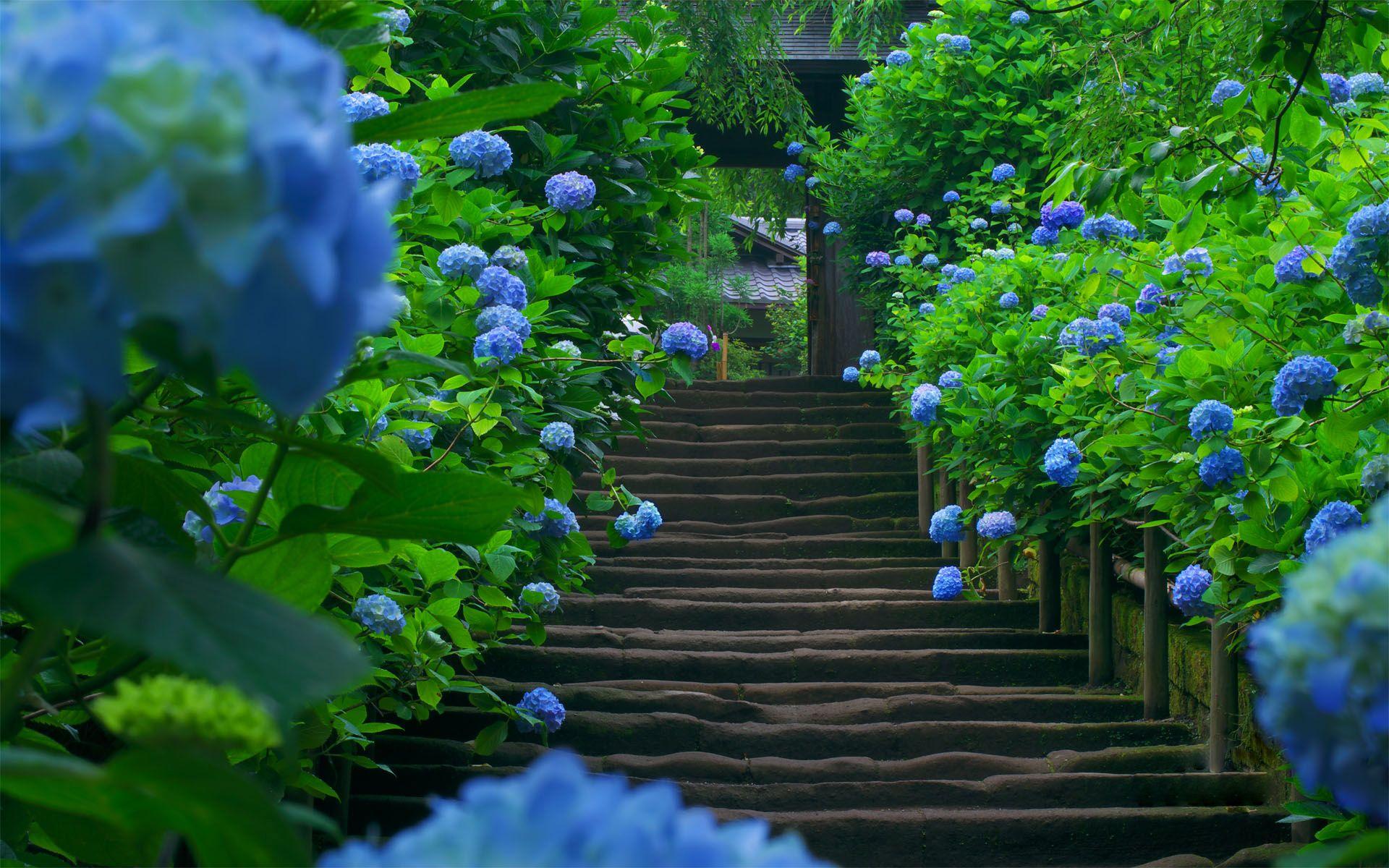 Hydrangea Wallpapers - Wallpaper Cave