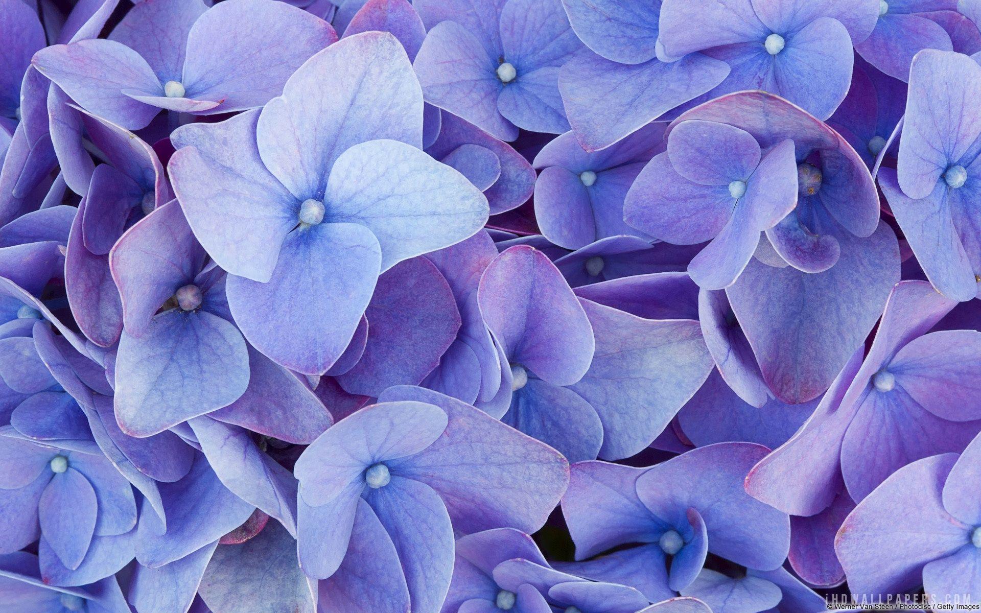 Hydrangea Wallpapers - Wallpaper Cave