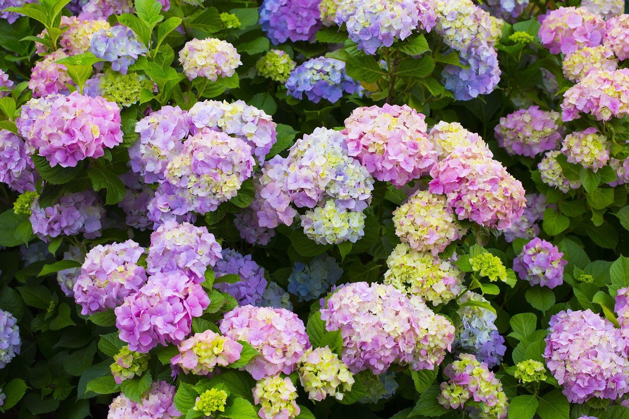 Hydrangea Wallpapers - Wallpaper Cave