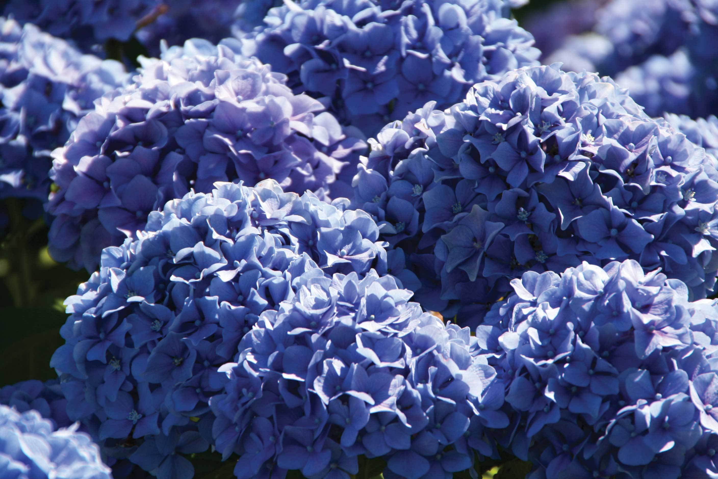 Hydrangea Wallpaper
