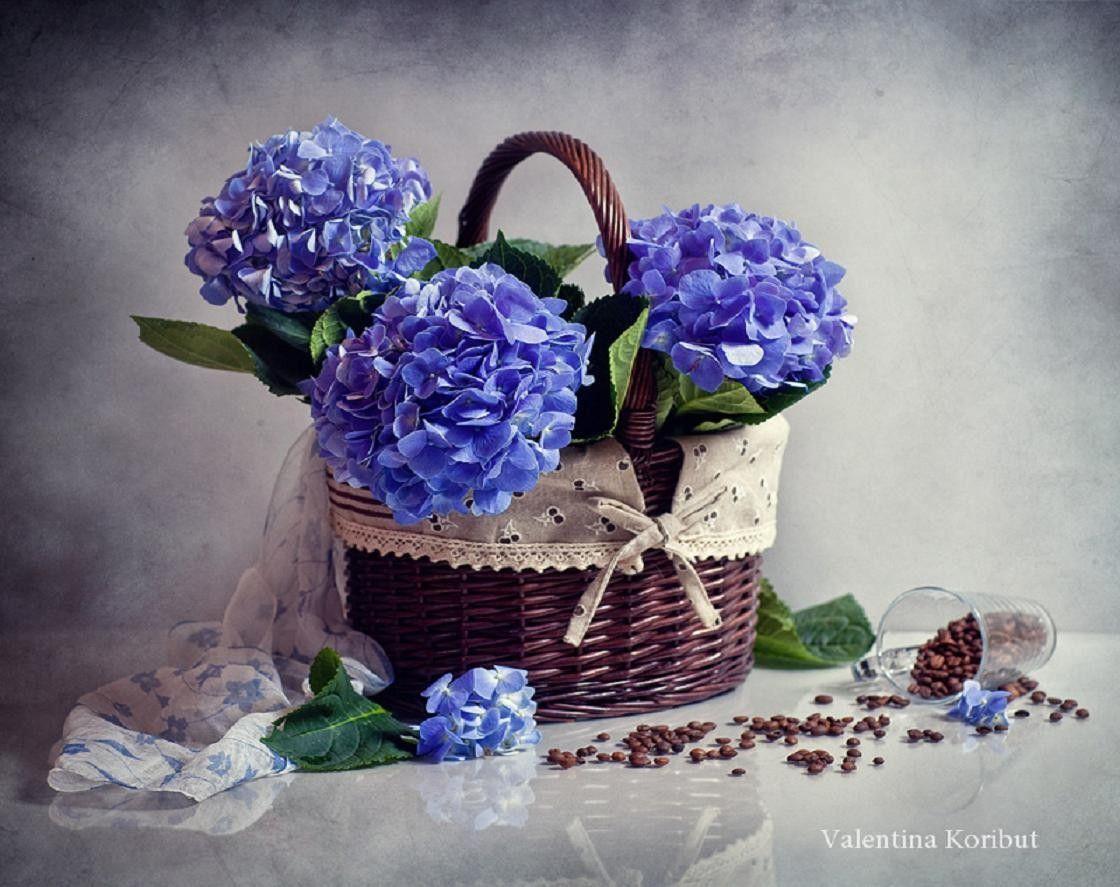 Flowers: Hydrangea Life Flower Still Basket Wallpaper for HD 16:9