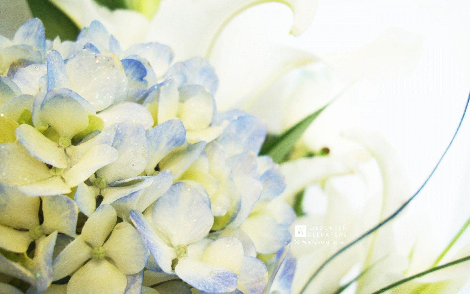 Blue Hydrangea and Lilies. Android wallpaper for free