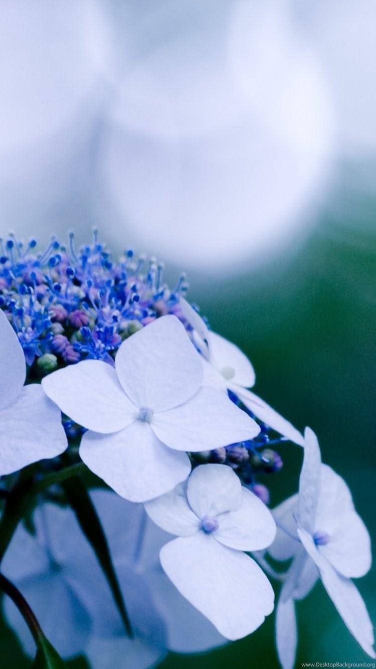 Hydrangea Wallpapers - Wallpaper Cave