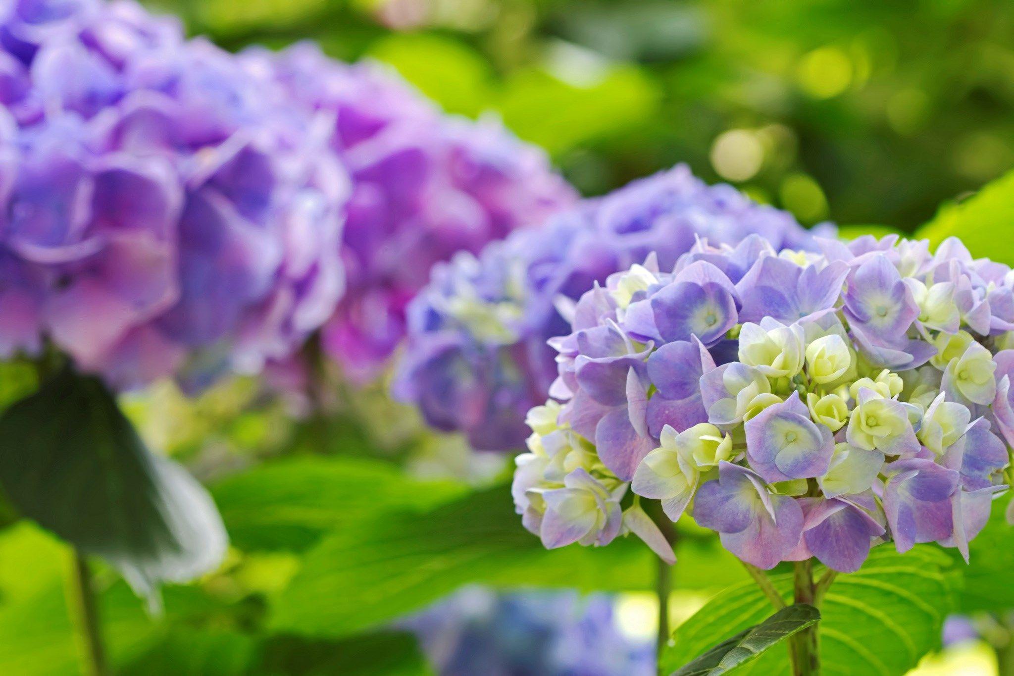 Hydrangea Wallpapers - Wallpaper Cave