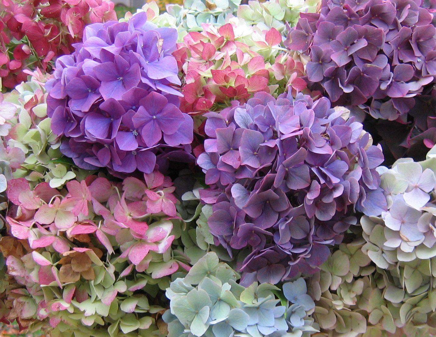 Hydrangea Wallpaper Image Photo Picture Background